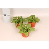 Bellis perennis Rose