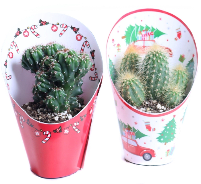 <h4>Cactus mix 8,5 cm in kerst potcover</h4>