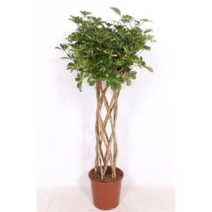 Schefflera Gold Capella