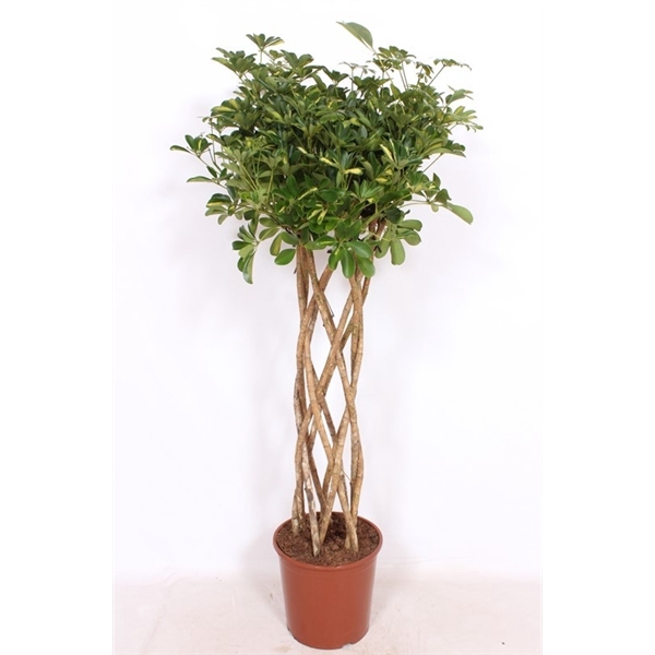 <h4>Schefflera Gold Capella</h4>