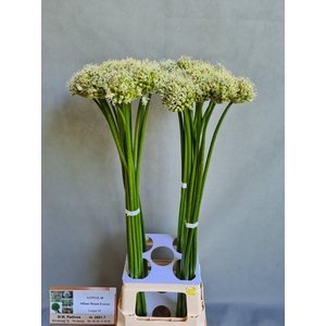 ALLIUM MOUNT EVEREST