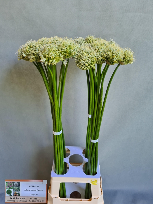 <h4>ALLIUM MOUNT EVEREST</h4>