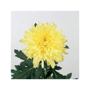 CHR G ZEMBLA YELLOW
