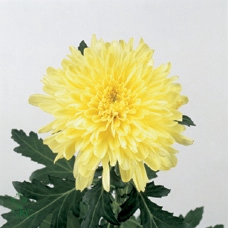 <h4>CHR G ZEMBLA YELLOW</h4>