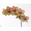 Phal Golden Treasure