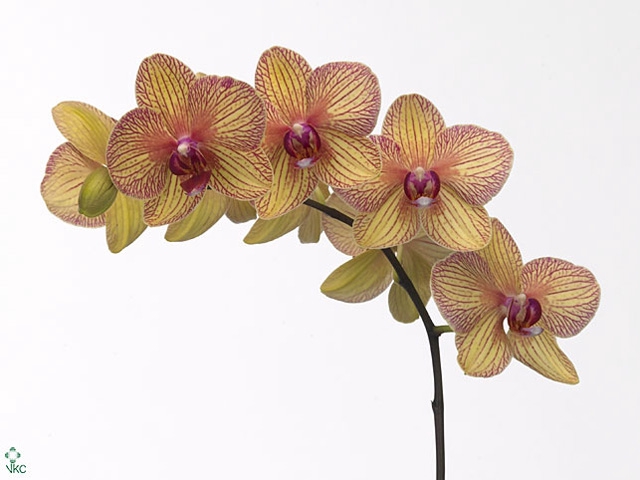 Phal Golden Treasure