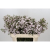 Chamelaucium Dancing Queen