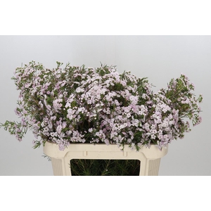 Chamelaucium Dancing Queen