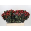 Hypericum True Romance