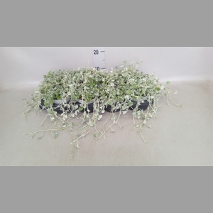 Dichondra argentea 'Silver Falls'