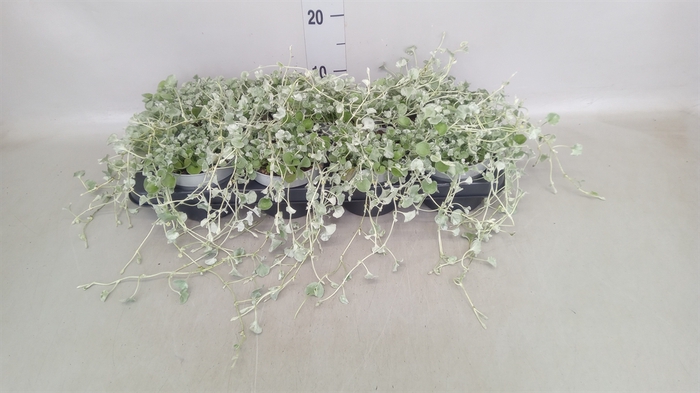 Dichondra argentea 'Silver Falls'