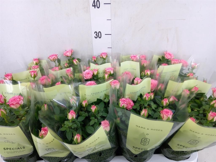 <h4>Rosa  'Carousel Kordana'</h4>