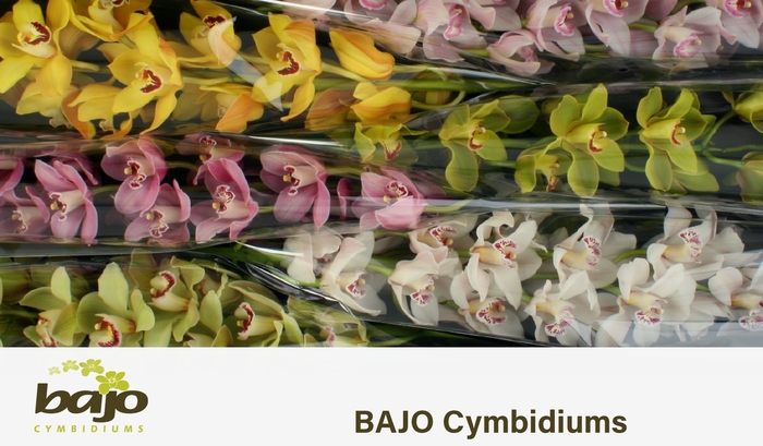 <h4>CYMB T GEM</h4>