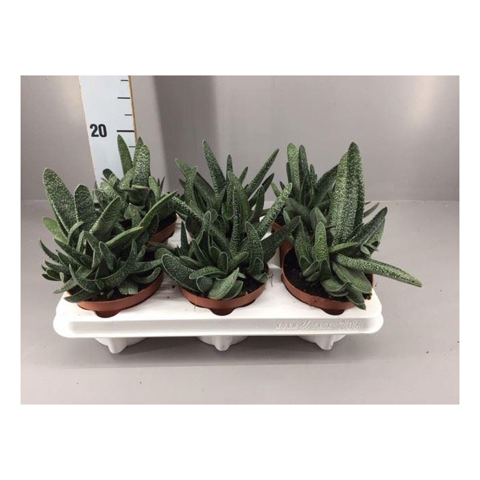 <h4>Gasteria</h4>