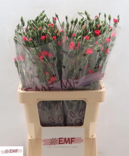 <h4>DI TR CERISE AMELIE</h4>