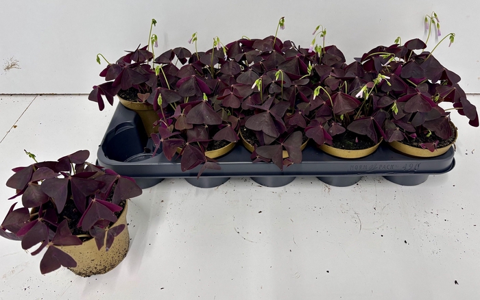 <h4>OXALIS TRIANGULARIS</h4>