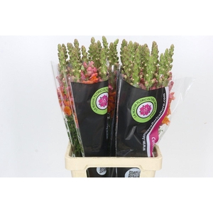 Antirrhinum Potomac Dark Orange