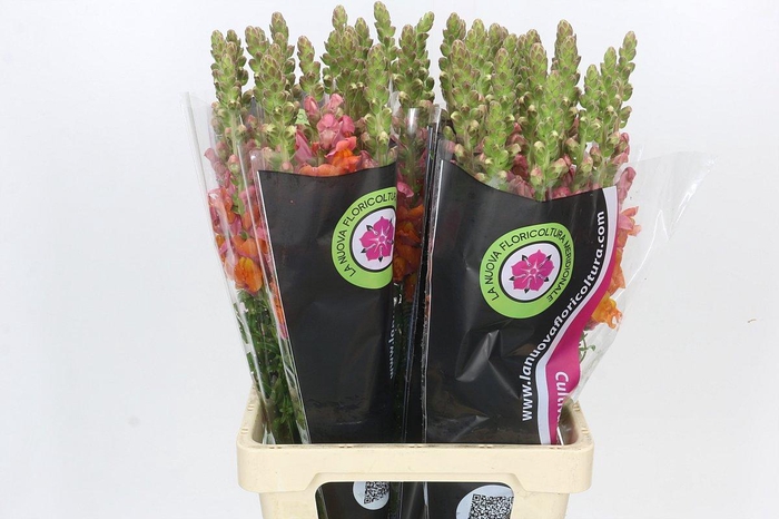 <h4>Antirrhinum Potomac Dark Orange</h4>