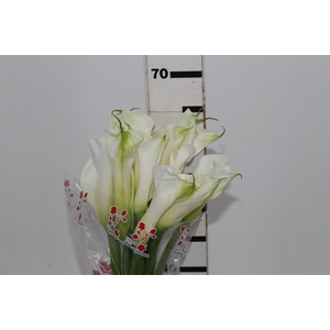 COPO DE LEITE BRANCO 070 CM