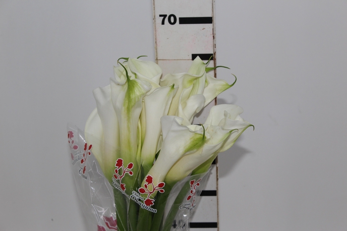 <h4>COPO DE LEITE BRANCO 070 CM</h4>