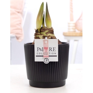 Hippeastrum pink in P&PURE Liv ceramics matt black