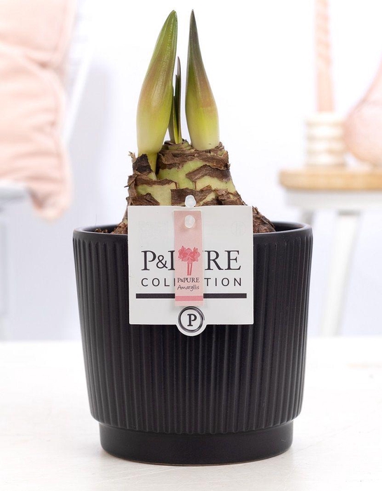 <h4>Hippeastrum pink in P&PURE Liv ceramics matt black</h4>