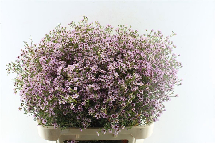 <h4>Chamelaucium Jupiter Sol</h4>