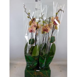 Phalaenopsis   ...orange