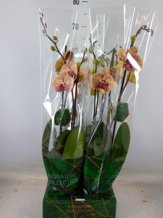 <h4>Phalaenopsis   ...orange</h4>