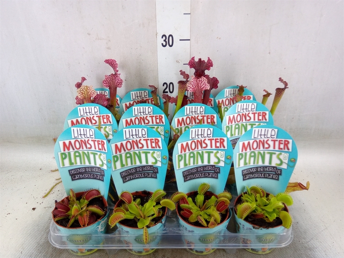 <h4>Vleesetende planten</h4>
