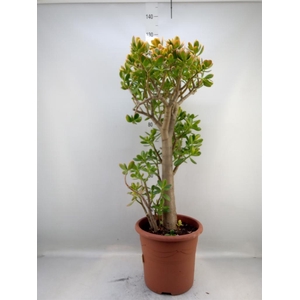 Crassula ovata 'Sunset'