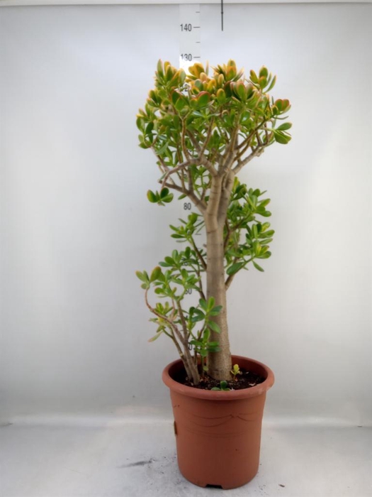 <h4>Crassula ovata 'Sunset'</h4>