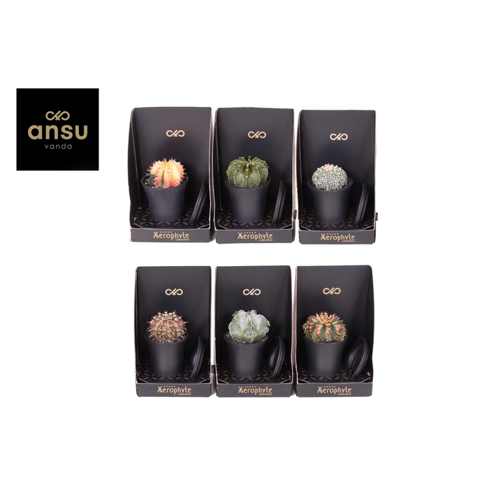 <h4>CACTUS OV</h4>