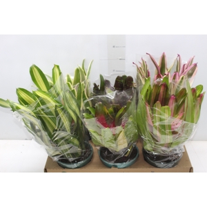 NEOREGELIA VARIADA P14