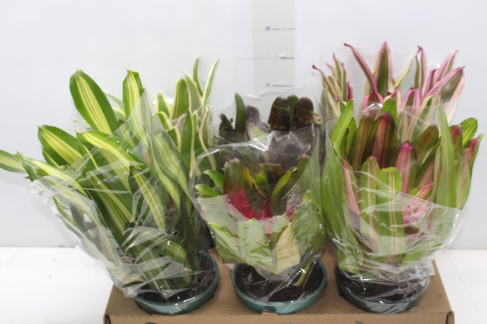 <h4>NEOREGELIA VARIADA P14</h4>
