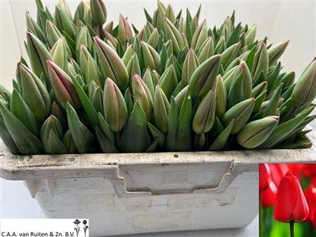 <h4>Tu En Parade Rood</h4>