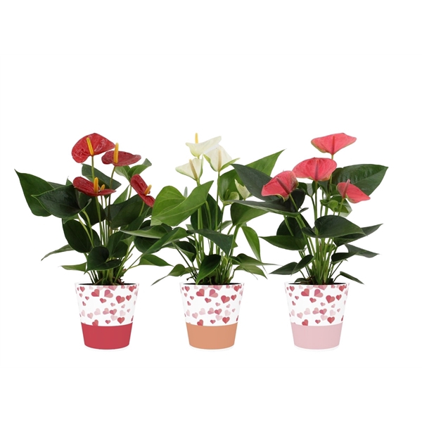 <h4>Anthurium 3 color mix in Candy smartcup</h4>