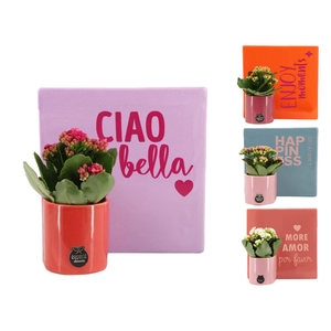 22011: Lovess arrangement