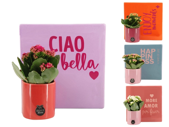 <h4>22011: Lovess arrangement</h4>