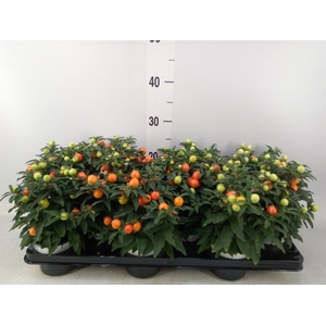 Solanum pseudocapsicum
