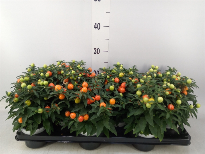 <h4>Solanum pseudocapsicum</h4>
