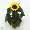 Helianthus Sunsation