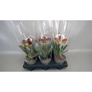 Paphiopedilum  'Amerikaanse hybrid'