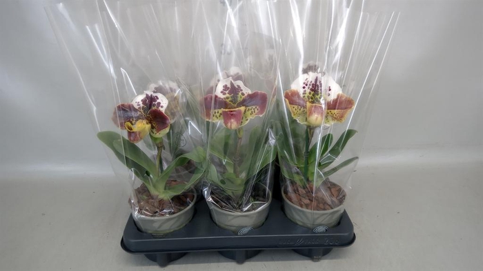 <h4>Paphiopedilum  'Amerikaanse hybrid'</h4>
