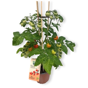 TOMATENPLANTEN