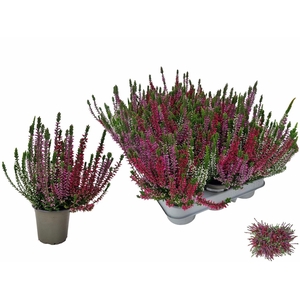 CALLU WIBOS TRIO