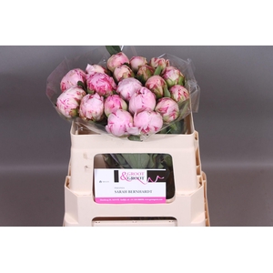 Paeonia Sarah Bernhardt | Heavy Quality