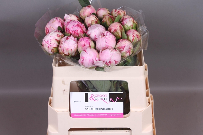 <h4>Paeonia Sarah Bernhardt | Heavy Quality</h4>