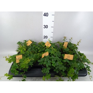 Parthenocissus inserta