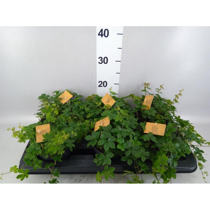 <h4>Parthenocissus inserta</h4>